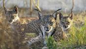 Diecisiete detenidos por caza furtiva en la zona de hábitat del lince ibérico