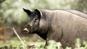El genoma del cerdo ibérico apenas ha cambiado en cinco siglos