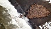 El deshielo obliga a 35.000 morsas del Pacífico a hacinarse en la costa de Alaska