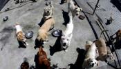 Madrid prohíbe dar de comer a los animales abandonados