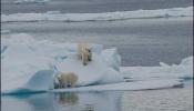 El deshielo del Ártico aumenta la mortalidad de las crías de oso polar