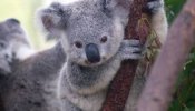 Los koalas, camino de ser una especie amenazada