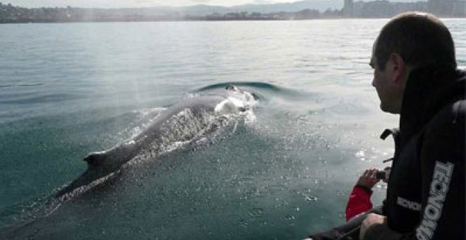 Salvan a una ballena enredada en los aparejos de un pesquero en Gijón