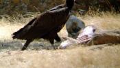 Los ganaderos podrán dejar reses muertas para las aves carroñeras