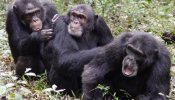 Los chimpancés alertan del peligro a sus congéneres