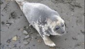 EEUU investiga si la radiación ha matado decenas de focas en Alaska