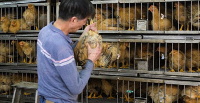 Muere en China la primera víctima de gripe aviar en 18 meses