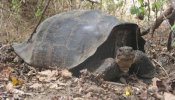 Reaparece una tortuga gigante dada por extinta
