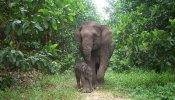 El elefante de Sumatra está a un paso de la extinción