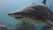 Once especies de tiburón contarán con protección especial