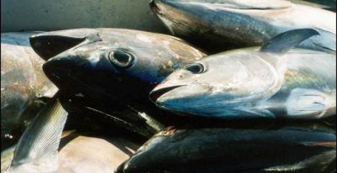 Las poblaciones de atún y caballa han disminuido un 60% en 50 años