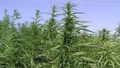 Cultivar cannabis para salvar la crisis