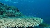 Australia creará la red de reservas marinas más grande del mundo