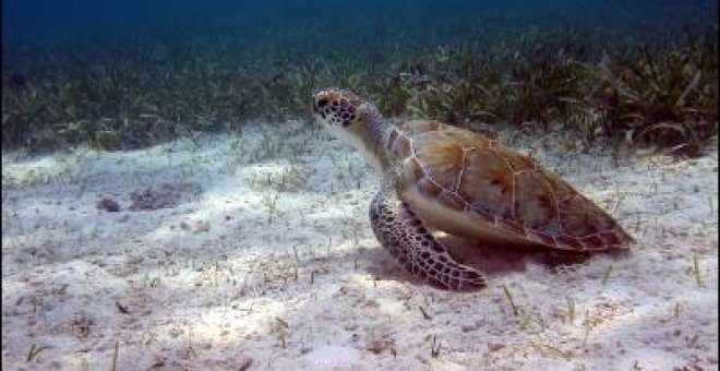 Las tortugas encuentran refugio en las Áreas Marinas Protegidas