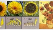 Identifican la mutación genética de 'Los girasoles' de Van Gogh