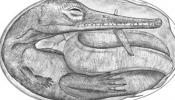 Unos embriones de reptiles fósiles de apenas 280 millones de años