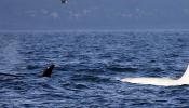 Fotografiado por primera vez un ejemplar de orca albina