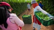 Los agricultores marroquíes creen que el retraso en la ratificación del acuerdo con la UE es político