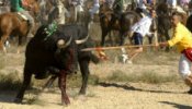 71.000 firmas en contra del Toro de la Vega