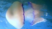 Alertan de la aparición de una nueva medusa de 40 kilos en la costa mediterránea