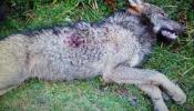 Abatido en Picos de Europa un lobo que estaba incluido en un estudio