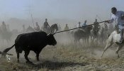 El Senado permite que el Toro de la Vega siga siendo de interés turístico