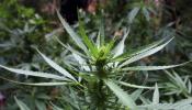 Washington y Colorado quieren legalizar la marihuana