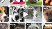 Doggy Talky, una red social para perros