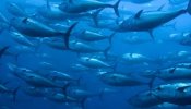 Sólo el 0,4% de las capturas de atún se produce sobre poblaciones deprimidas