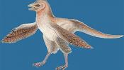 Un nuevo fósil de dinosario desafía la teoría evolutiva de las aves