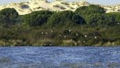 Equo denuncia que gasoducto de Doñana "es incompatible con la máxima protección" del parque natural