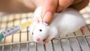Europa prohíbe desde hoy la venta de cosméticos probados en animales