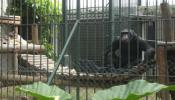 Proyecto Gran Simio pide el cierre de la granja de primates de Tarragona, "el Guantánamo de los simios"