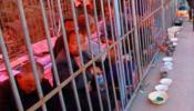 Mendigos encerrados en jaulas en China para proteger a los turistas