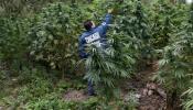 El expresidente de México anuncia su deseo de producir marihuana si se legaliza