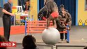 Proyecto Gran Simio exige el cierre de un zoo alemán por sus espectáculos con monos