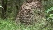 Descubren en Florida un nido de avispas del tamaño de un coche