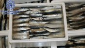 Casi 1.000 kilos de hachís ocultos en sardinas congeladas