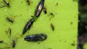 Una 'escarabaja' de plástico hace caer a los machos en la trampa