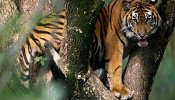Tres días subidos a un árbol para huir de tigres en Indonesia
