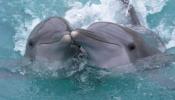 Los delfines se llaman entre ellos por su nombre