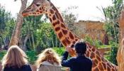 Muere en un accidente de tráfico una jirafa que viajaba al Bioparc de Valencia
