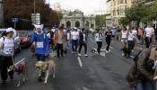 Unas 2.000 mascotas corren con sus dueños por Madrid en el Perrotón 2013