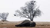 Más de 300 elefantes han muerto envenenados con cianuro en Zimbabue durante los últimos tres meses