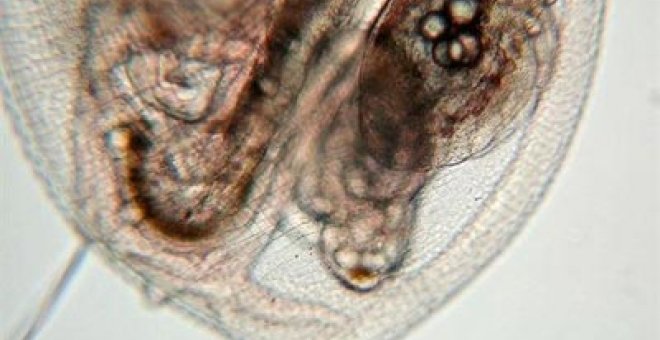 Logran revivir 'pulgas de agua' de 700 años