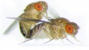 Las moscas macho se echan una manita para conseguir copular