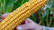 El cultivo de maíz transgénico en España bate récords en 2013