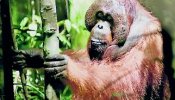 Los orangutanes transmiten mensajes en sus llamadas