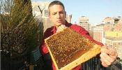 Abejas en Nueva York