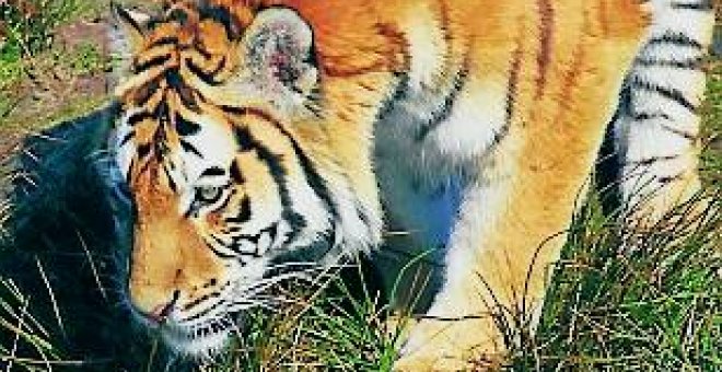Asia pierde el 96% de sus tigres salvajes en 20 años